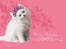 wallpapers_cats_258-1.jpg