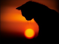 wallpapers_cats_496-1.jpg
