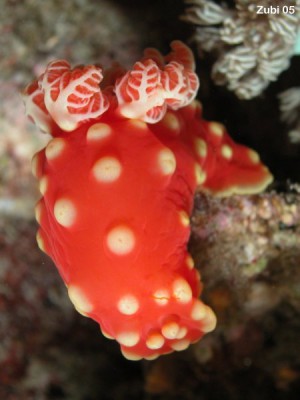 Gymnodoris-aurita2.jpg