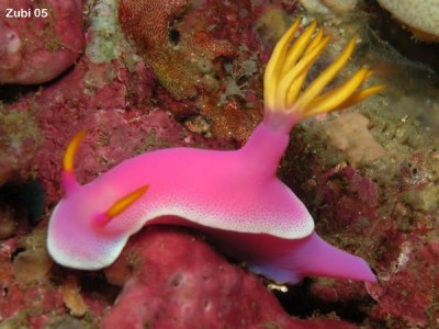 Hypselodoris-apolegma10.jpg