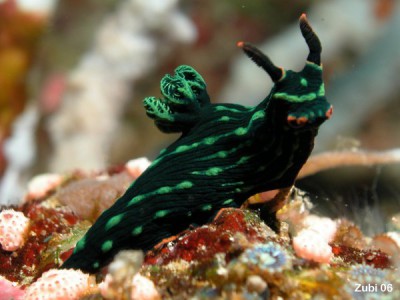 Nembrotha-kubaryana6.jpg