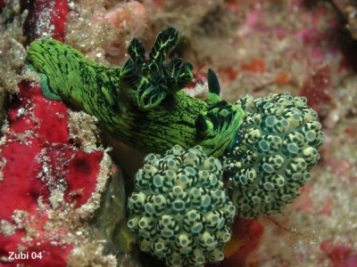 Nembrotha-milleri4.jpg