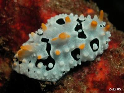 Phyllidia-ocellata3.jpg