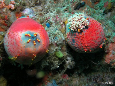 Pseudocolochirus-violaceus1.jpg