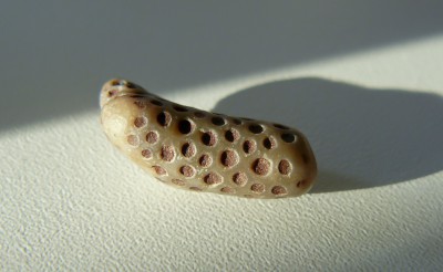 P1090103-2.jpg