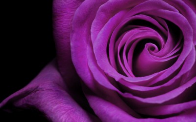 rose-flower-wallpaper-free_2560x1600_83151.jpg