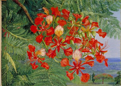 royal poinciana.jpg